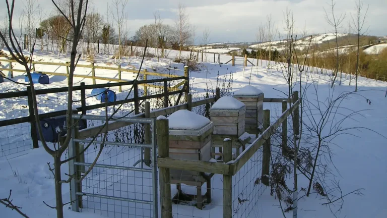 Three wooden beehives capped with snow inside a fenced enclosure on a snowy hillside in winter