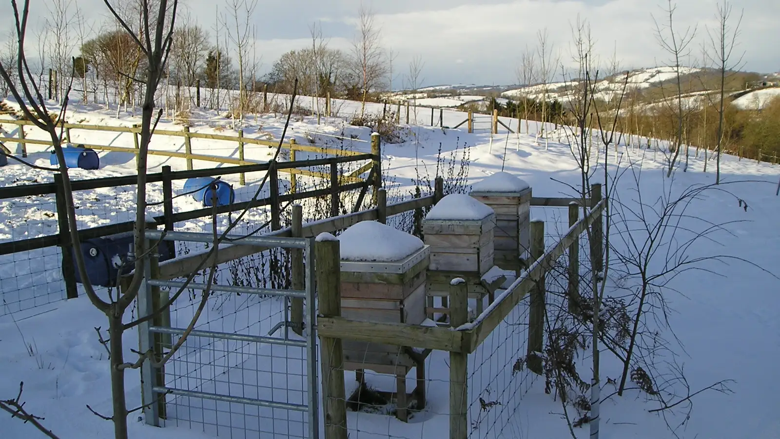 Three wooden beehives capped with snow inside a fenced enclosure on a snowy hillside in winter