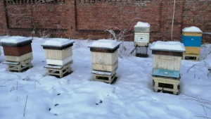 Wooden box beehives with snow piled on their roofs, standing on stands in a snow-covered apiary in January