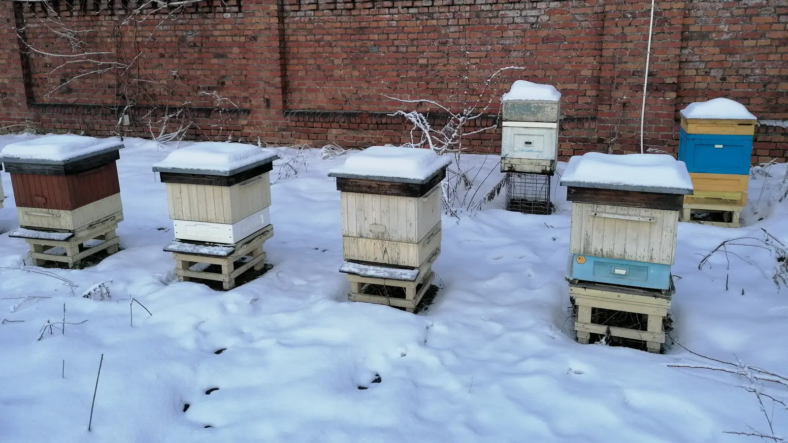 Wooden box beehives with snow piled on their roofs, standing on stands in a snow-covered apiary in January