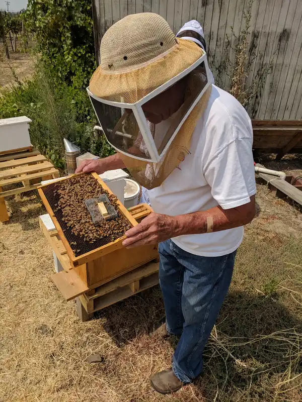 Beekeeper in a veil and white shirt holding a frame of bees over a small wooden hive box at an apiary