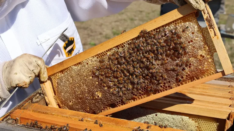 Gloved beekeeper in a ventilated bee suit lifting a frame covered in honey bees from an open hive