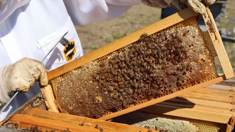 Gloved beekeeper in a white suit lifting a wooden frame covered in honey bees out of an open hive box