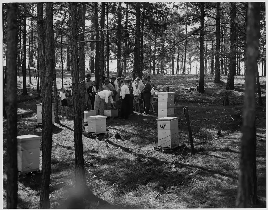 Black-and-white photo of a beekeepers association meeting gathered around white hive boxes among pine trees