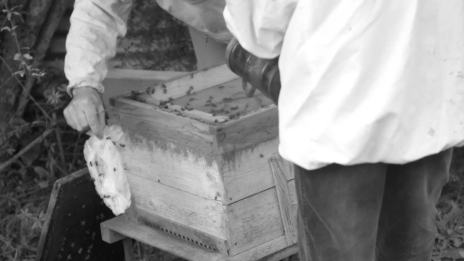 Black-and-white photo of two beekeepers at an opened wooden hive in October, one holding a bee-covered wrapper