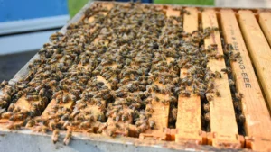 Honey bees covering the top bars of frames in an open Langstroth hive box, seen from above and to one side