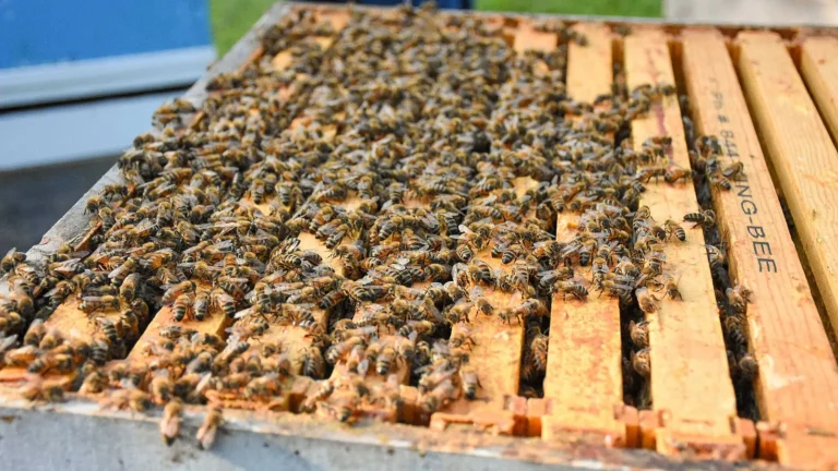 Honey bees covering the top bars of frames in an open Langstroth hive box, seen from above and to one side