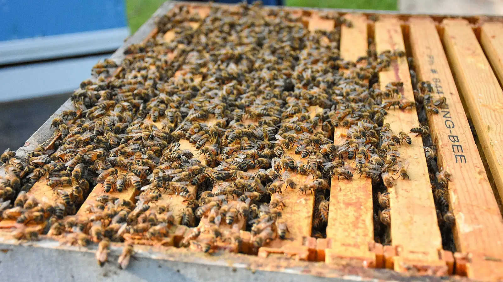 Honey bees covering the top bars of frames in an open Langstroth hive box, seen from above and to one side