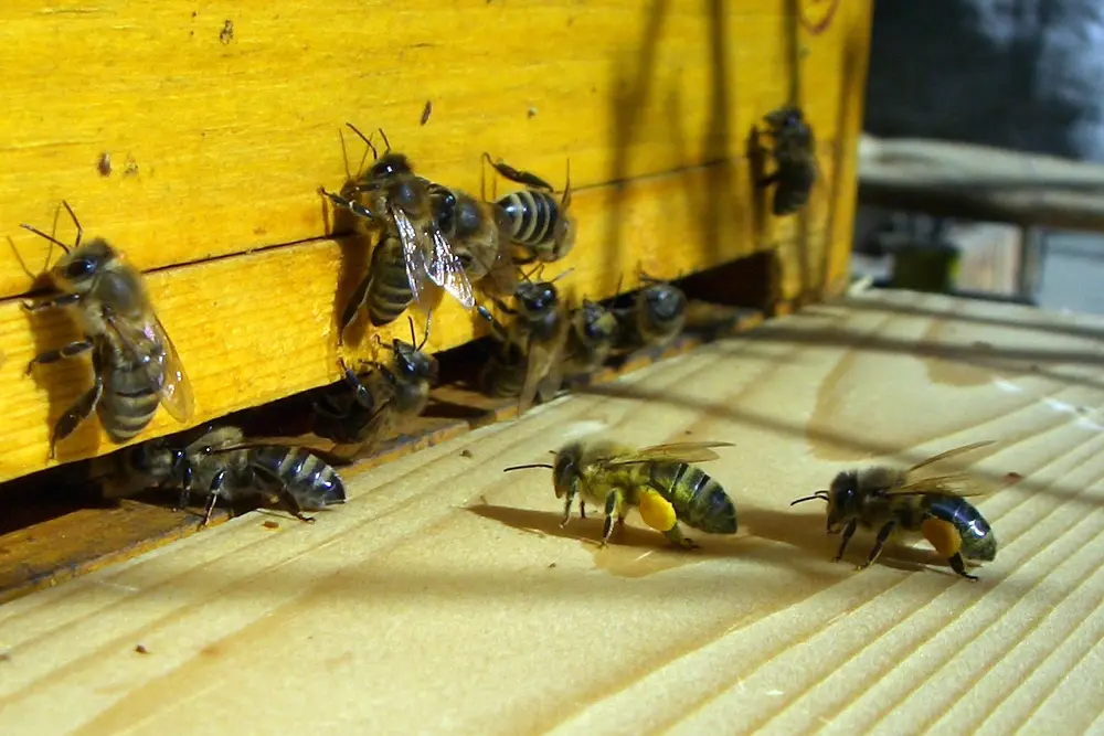 Honey bees landing at a yellow hive entrance with full pollen loads on their hind legs, a sign to stop patties