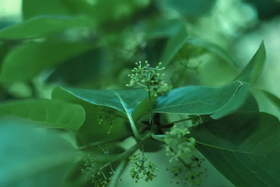 Small green-white flower clusters of black tupelo (blackgum) on long stalks among glossy oval leaves in spring