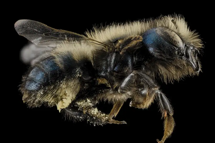 Blue orchard bee female, a metallic blue mason bee carrying pollen on her belly, photographed against a black background