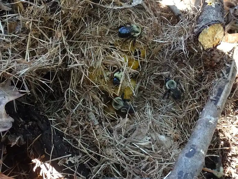 Several brown-belted bumble bees moving on a nest of dry grass among small sticks and leaf litter