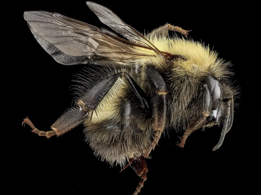 Female bumble bee seen from the side, with dense black and yellow fur on the thorax and abdomen on a black background