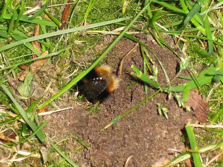 Dark bumble bee with orange-banded hairy abdomen backing into a freshly dug hole in a patch of bare soil in grass
