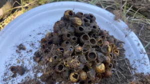 Abandoned bumble bee nest of wax cells dug from the ground and set on a white plate beside grass and soil
