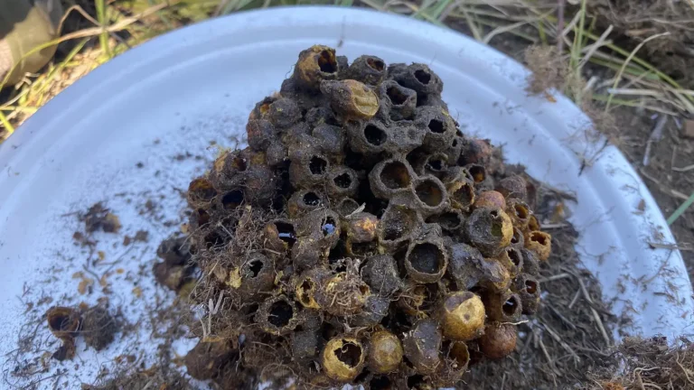 Abandoned bumble bee nest of wax cells dug from the ground and set on a white plate beside grass and soil