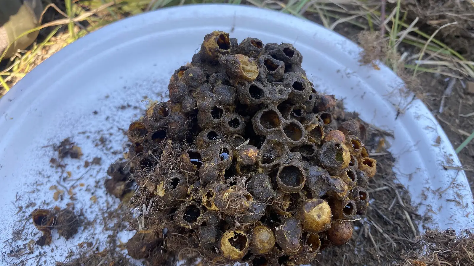 Abandoned bumble bee nest of wax cells dug from the ground and set on a white plate beside grass and soil