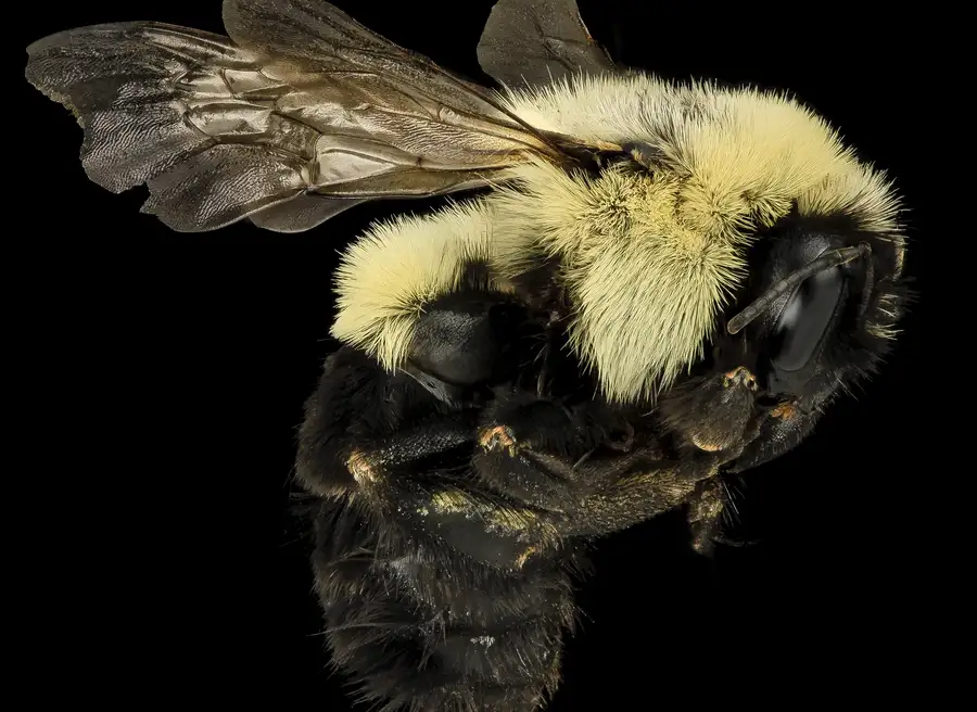 Side view of a common eastern bumble bee queen with pale yellow fur and folded wings against a black background