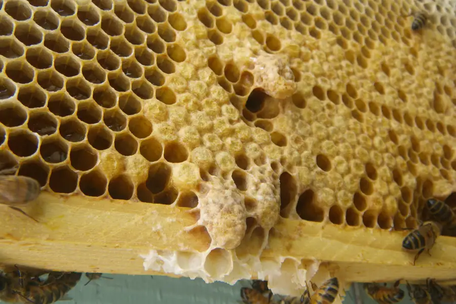 Close-up of two capped queen cells on the lower edge of a honey bee comb beside worker brood and a few bees