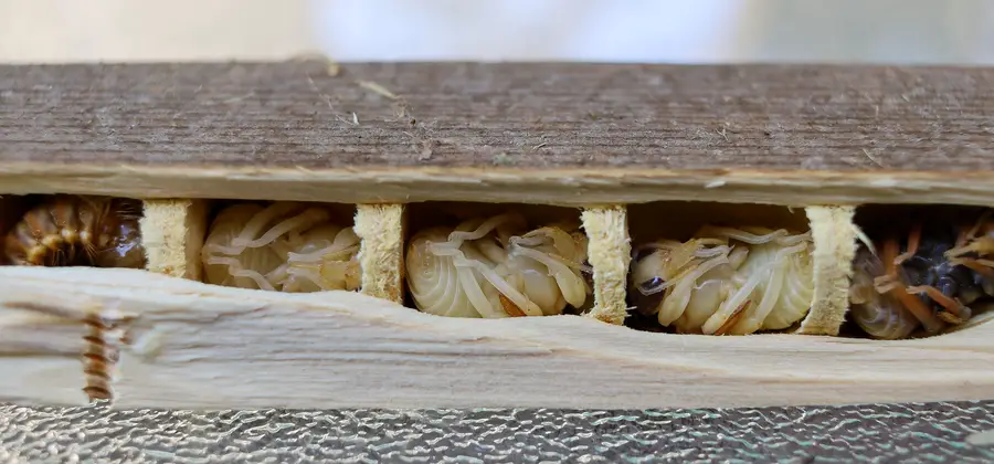 Cut-open carpenter bee tunnel showing larvae in separate cells divided by pale sawdust partitions
