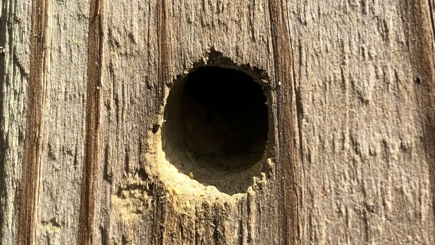 Round carpenter bee entrance hole about half an inch wide in a weathered wooden post, with yellow stain below it
