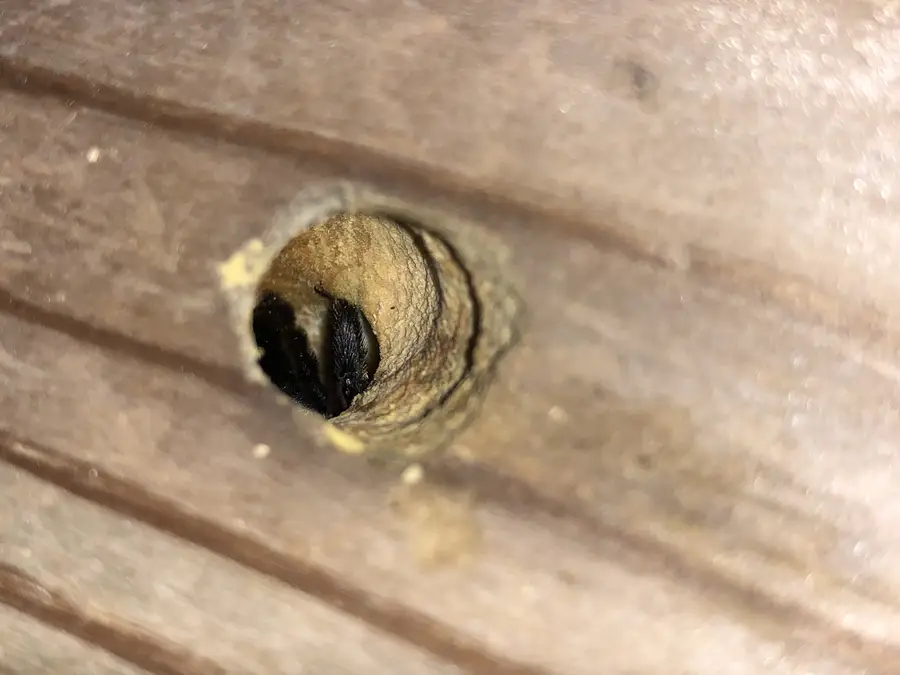 Carpenter bee sitting just inside the round entrance hole of its nest in a weathered wooden board