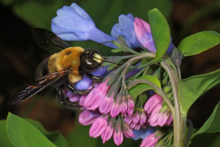 Carpenter bee with a pale face patch feeding on pink and blue Virginia bluebell flowers