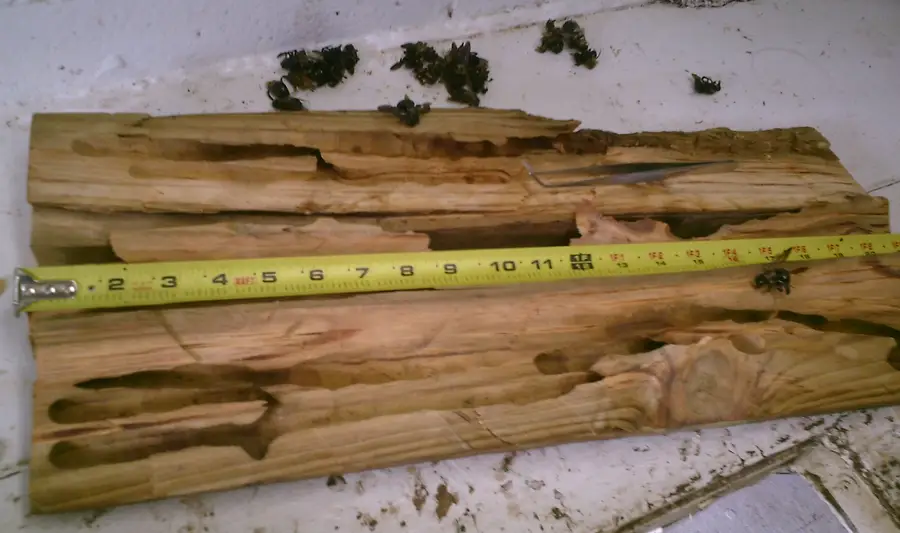 Pine board split open beside a tape measure, showing long carpenter bee tunnels and dead bees on the table