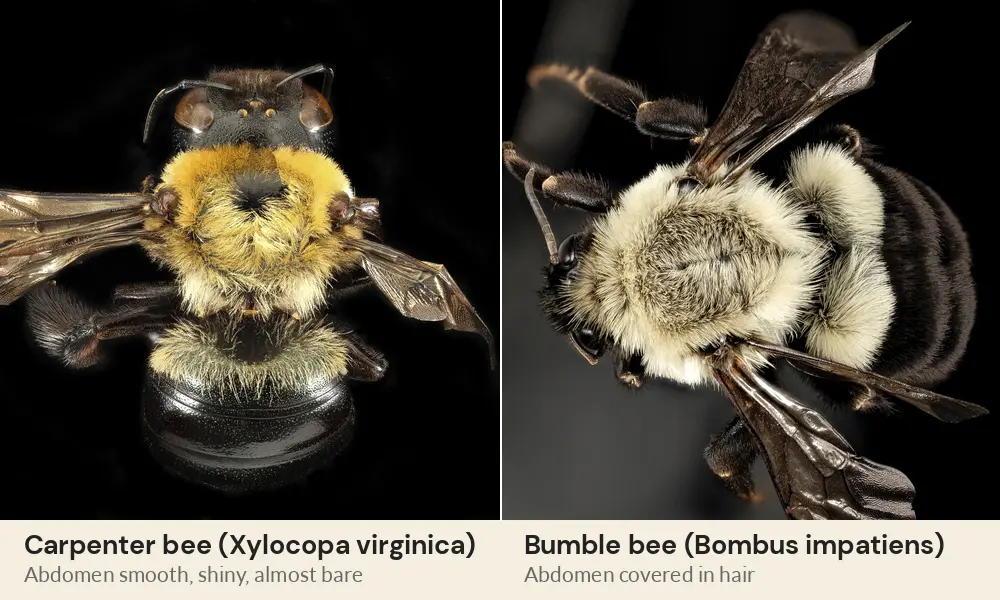 Side-by-side photos of a carpenter bee with a bare shiny abdomen and a bumble bee with a hairy abdomen