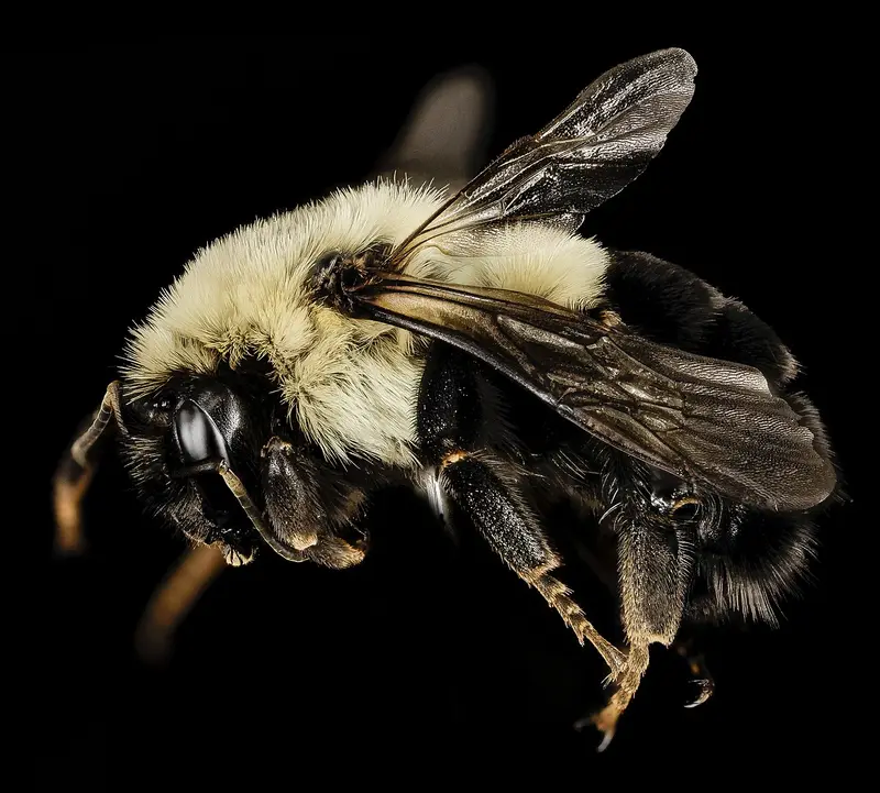 Side view of a common eastern bumble bee queen with pale yellow thorax hair and black abdomen against a dark background