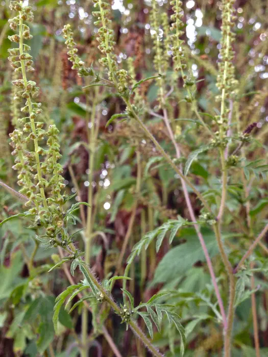Common ragweed with slender green flower spikes, the wind-pollinated plant behind most late-summer hay fever