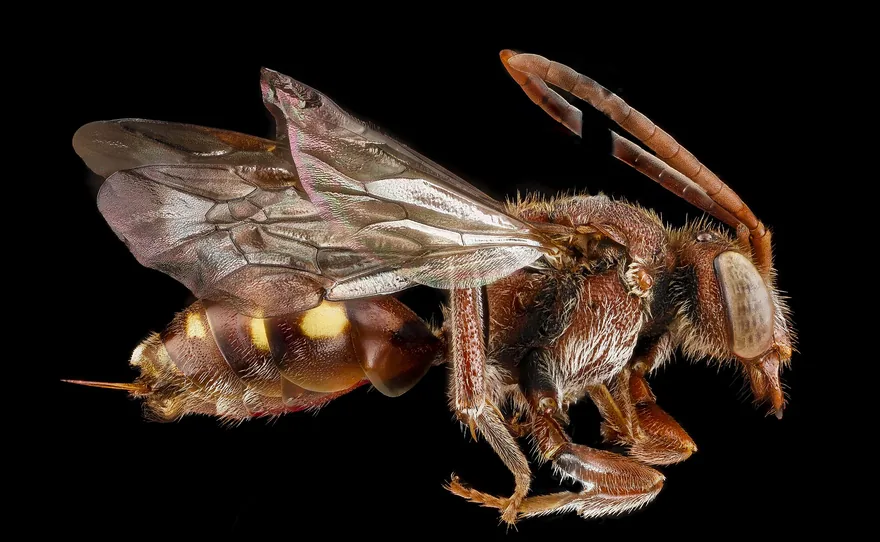 Reddish cuckoo bee seen from the side with sparse hair, yellow spots on the abdomen and long antennae, wasp-like in shape