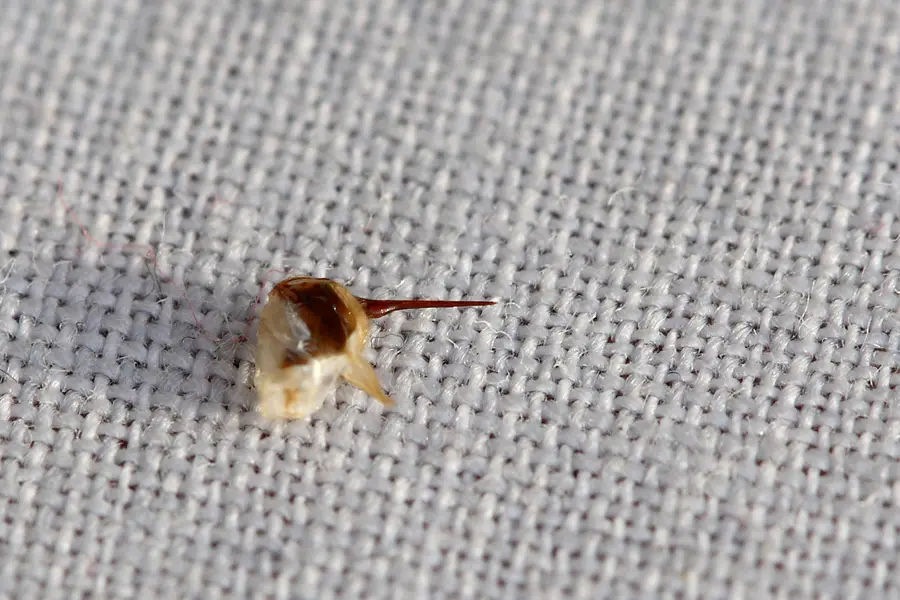 Detached honey bee stinger with its venom sac still attached, lying on white cloth after a sting