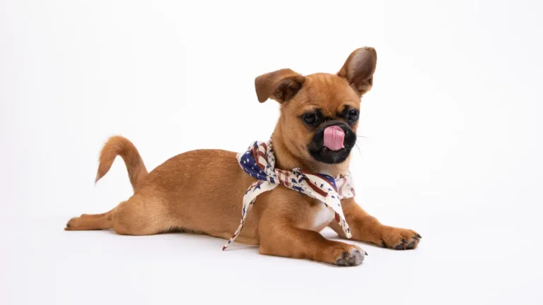 Small tan dog wearing a stars-and-stripes bandana, lying on a white floor and licking its nose