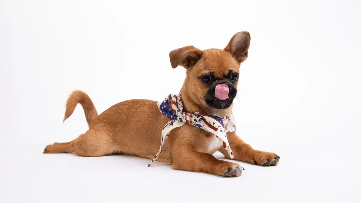 Small tan dog wearing a stars-and-stripes bandana, lying on a white floor and licking its nose