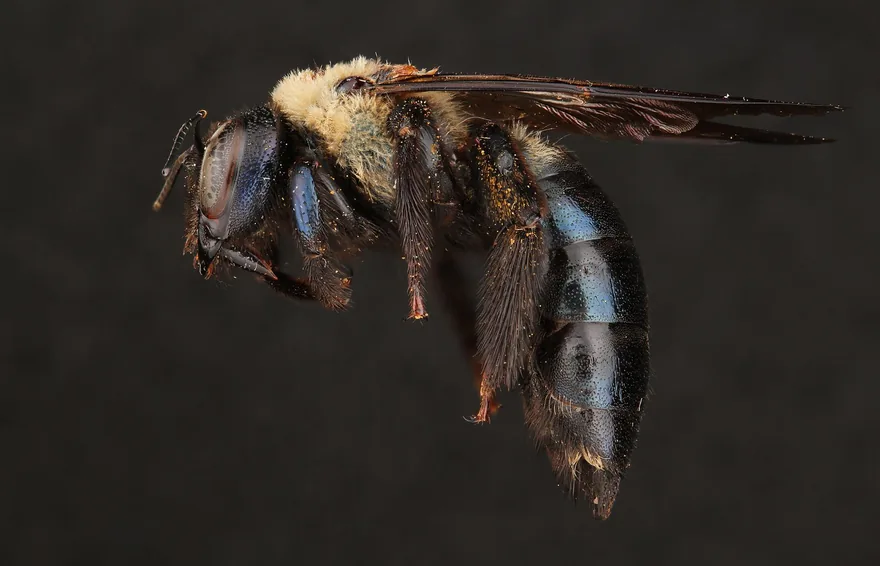 Female eastern carpenter bee side view showing a glossy blue-black, nearly bare abdomen and a fuzzy yellow thorax