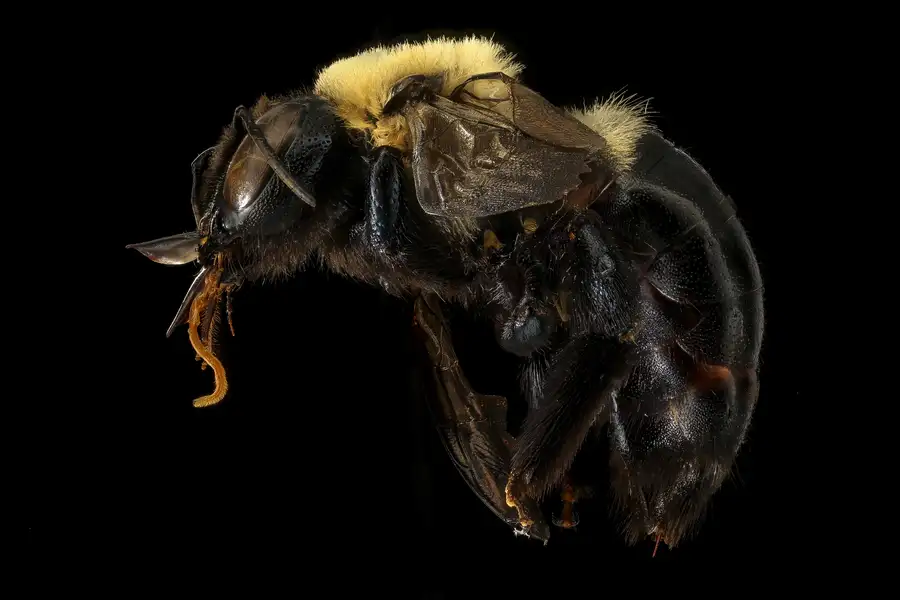 Female eastern carpenter bee seen from the side, with a yellow thorax patch and shiny black abdomen on a black background