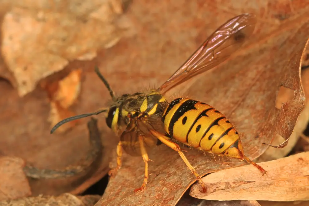 Eastern yellowjacket wasp with a smooth black and bright yellow banded abdomen resting on dry brown leaves