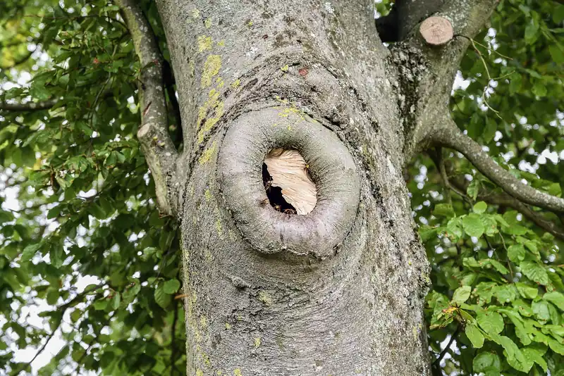 Pale paper comb of a European hornet nest visible inside a cavity in a beech tree trunk
