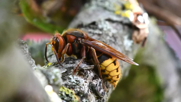 European hornet with a reddish-brown head and thorax and a yellow abdomen with black teardrop marks, perched on tree bark