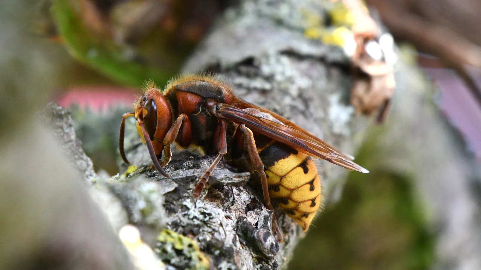 European hornet with a reddish-brown head and thorax and a yellow abdomen with black teardrop marks, perched on tree bark
