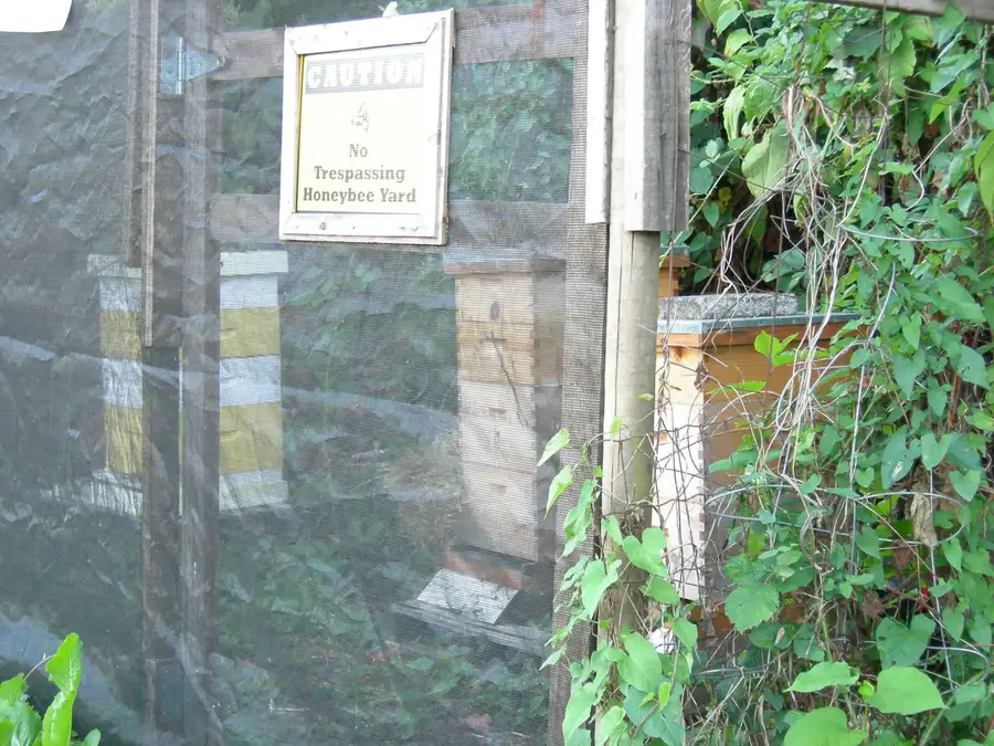 Beehives behind netting and a no trespassing honeybee yard sign at a community garden in Seattle
