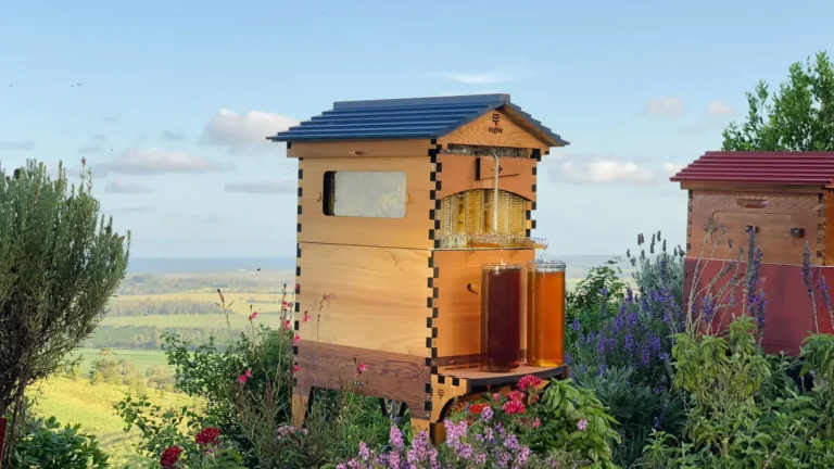 Flow Hive 2 in western red cedar with honey draining from the Flow super into two jars on its shelf