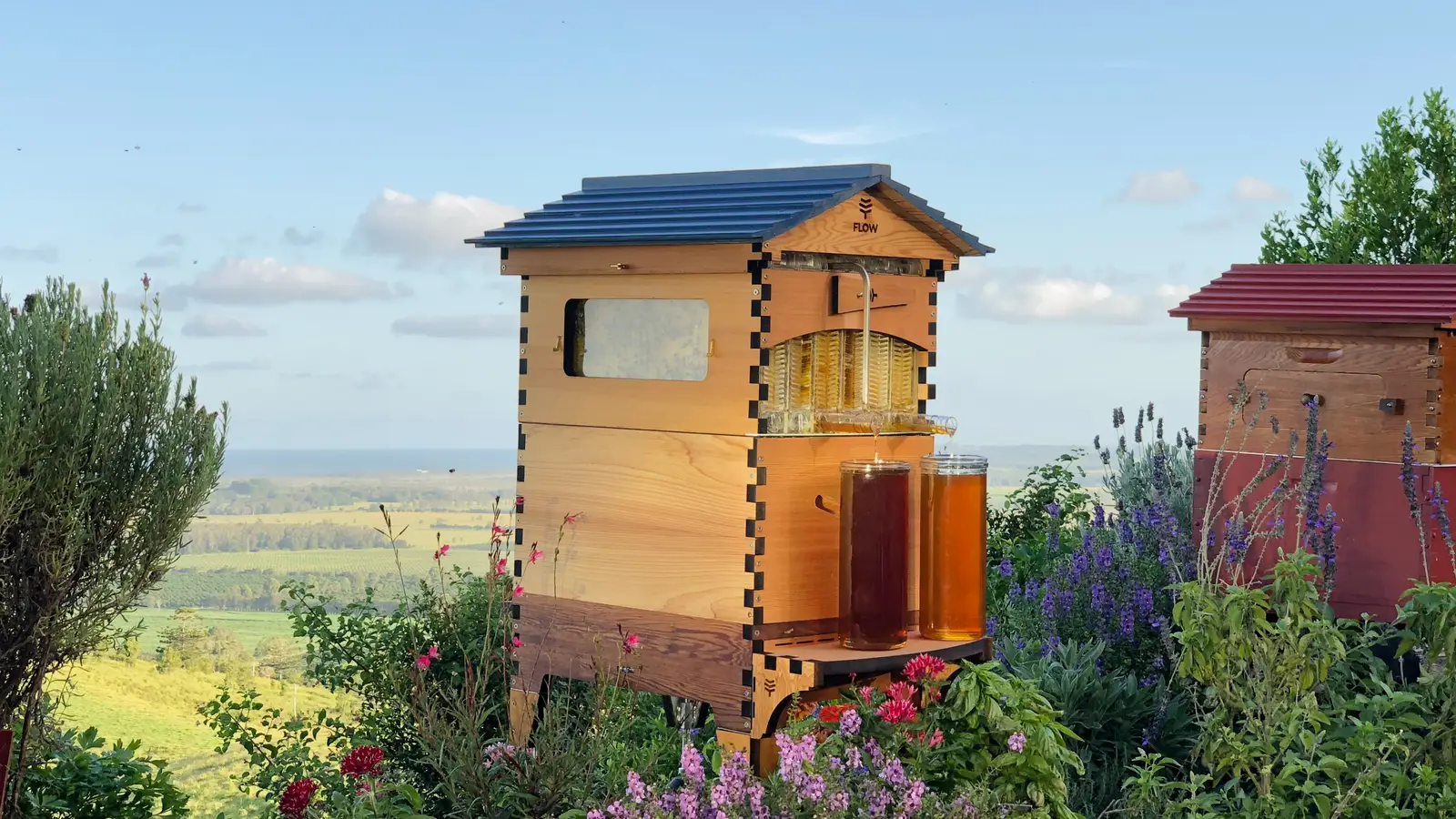 Flow Hive 2 in western red cedar with honey draining from the Flow super into two jars on its shelf