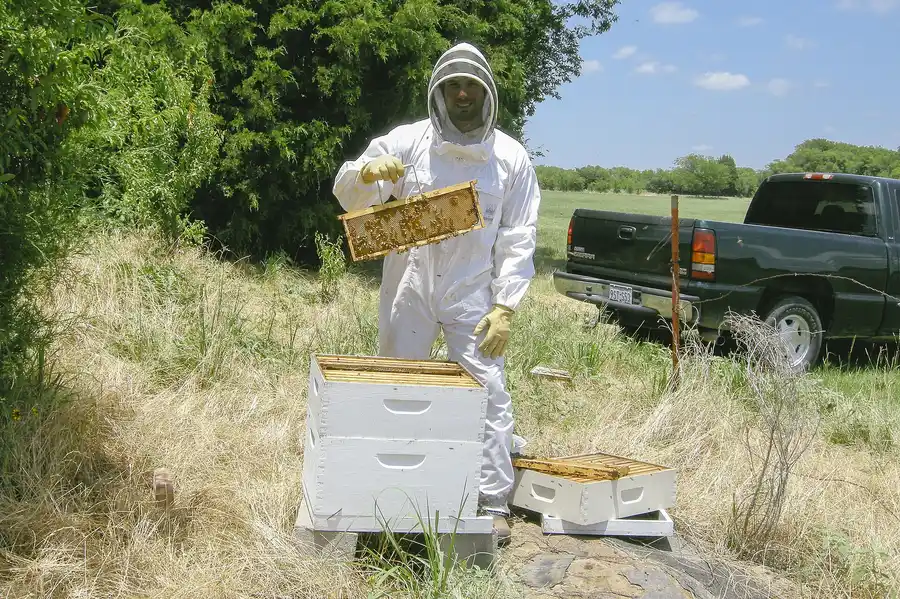 Beekeeper in a white one-piece bee suit with hooded veil and yellow gloves lifting a frame of bees beside stacked hive boxes