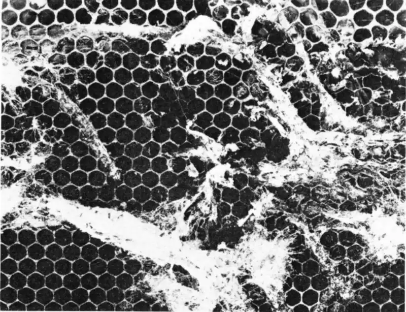 Black-and-white photo of honeycomb tunneled and webbed by greater wax moth larvae, from a USDA bulletin