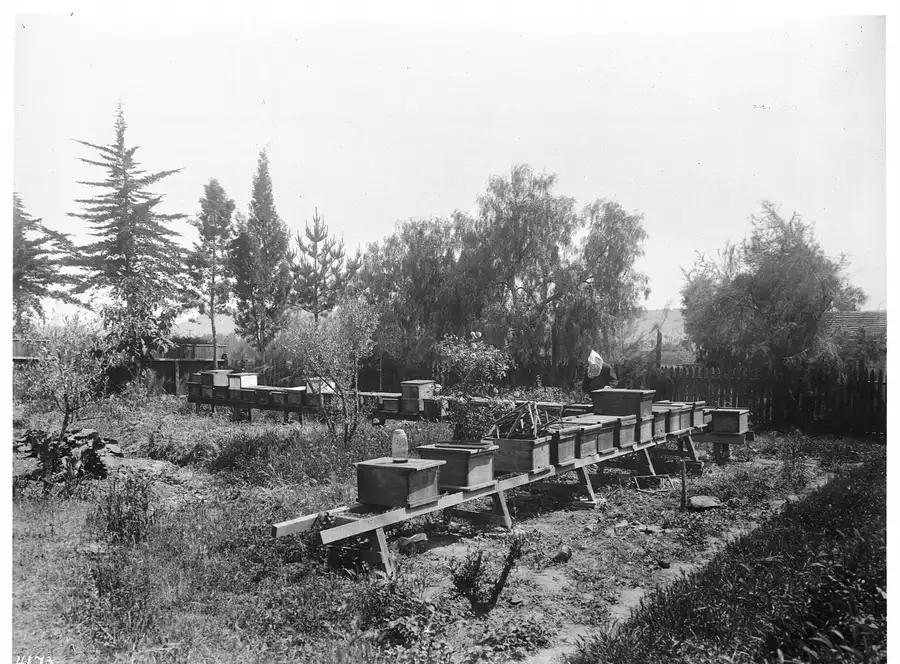 Black-and-white photo of a hooded beekeeper working among two long rows of wooden hives on low supports, Santa Barbara