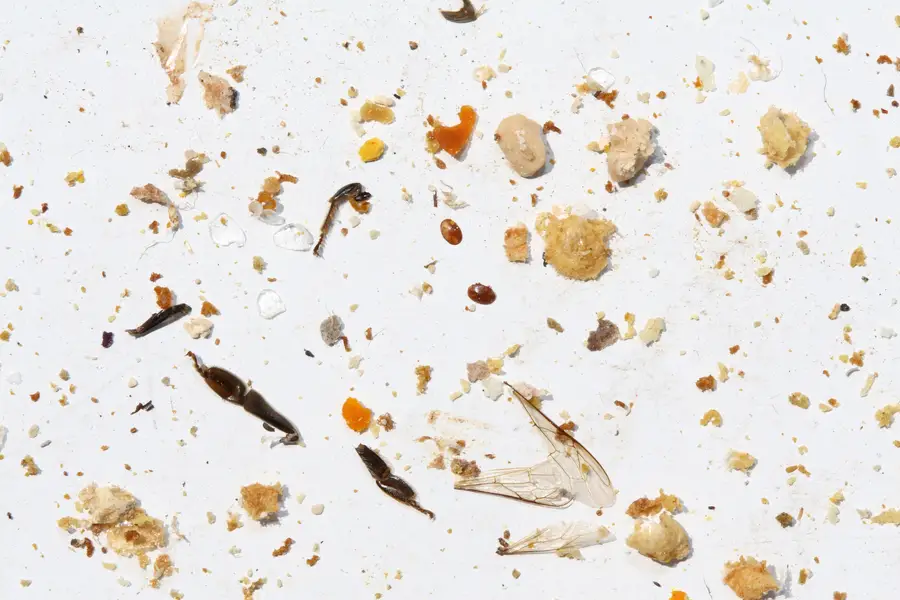 Hive floor debris on a white board with wax scales, pollen pellets, bee wings and two oval dark brown varroa mites