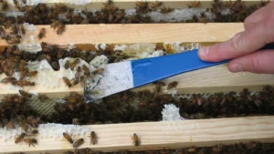 Blue-handled hive tool scraping wax and propolis from the top bars of frames covered in honey bees