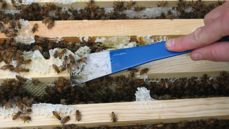 Blue-handled hive tool scraping wax and propolis from the top bars of frames covered in honey bees